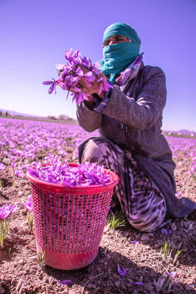Le safran c'est quoi ? Une safranière, à genoux dans une champs complètement violet, qui récolte des milliers de fleurs de safran.