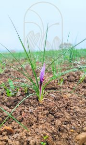 Vue sur la première fleur de safran récolté par l'entreprise Safran du Genevois en octobre 2022
