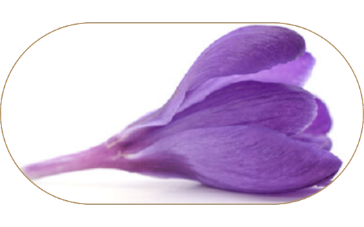 Une fleur de safran sans stigmates rouges