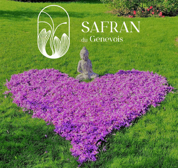 Fleurs de safran fraîches de la boutique de safran de Haute-Savoie - Safran du Genevois