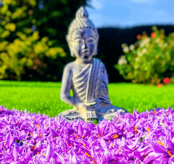 Statue de Bouddha derrière des fleurs de safran fraîches de la boutique de safran de Haute-Savoie - Safran du Genevois