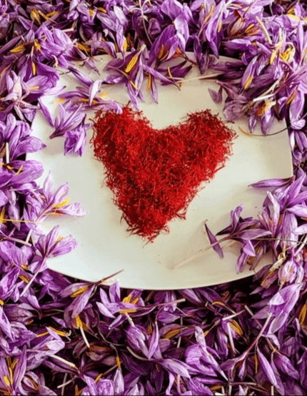 Vue sur un coeur de Safran pur BIO en stigmates, entourés de fleurs fraîches