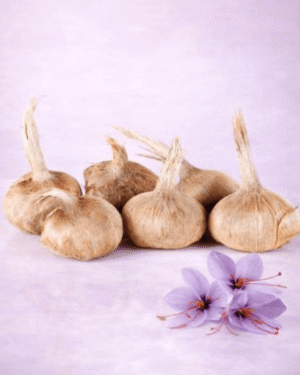 6 Bulbes de Crocus sativus Bio qui permettent, une fois plantés, d'obtenir à son tour des fleurs de safran.