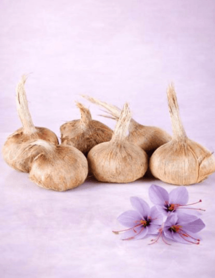 6 Bulbes de Crocus sativus Bio qui permettent, une fois plantés, d'obtenir à son tour des fleurs de safran.