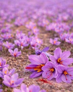 Vue sur des fleurs de safran bio fraîches, sortant de terre et prêtent à être récoltées